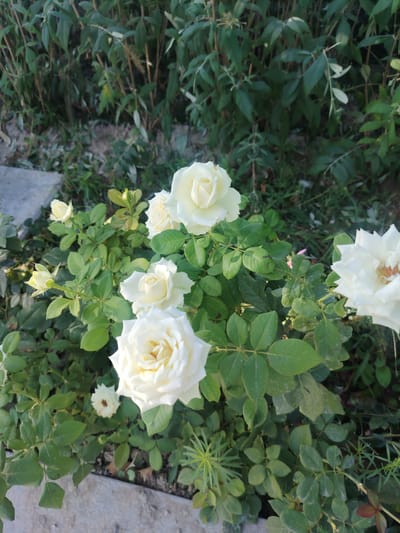 This is a close-up, eye-level, outdoor photograph of a cluster of white roses in Konigil, Uzbekistan. The roses are in various stages of bloom, with several fully opened blossoms and some buds. The petals are a creamy white, with hints of yellow in the center of some flowers. The foliage is a deep green, with healthy, glossy leaves. The background is a blur of green vegetation and some greyish-brown soil. The lighting suggests it is daytime, likely morning or late afternoon, with soft sunlight illuminating the roses. There are no people or animals visible in the image. The scene appears to be a garden or park setting.