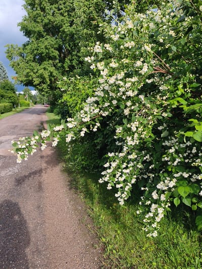 The image captures a picturesque scene along a rural road, likely in the city of Brodi, Latvia. A winding asphalt road, speckled with gravel and damp from recent rain, curves gently into the distance, lined by lush green grass and dense foliage. The right side of the road is dominated by a large, flowering bush, its branches heavy with clusters of small, white blossoms. These delicate flowers, with their star-like petals and yellow centers, create a fragrant canopy that spills over the grassy verge and partially drapes over the road.
A large, mature tree with a full canopy of green leaves stands tall behind the flowering bush, providing a backdrop of vibrant foliage. To the left of the road, manicured hedges and more trees create a neat, ordered landscape. In the far distance, a glimpse of a red car suggests ongoing activity in this tranquil setting. The sky above is a dramatic mix of dark, ominous clouds and patches of lighter sky, hinting at recent or impending weather changes. The overall impression is one of natural beauty and serene rural charm, with the delicate blossoms of the flowering bush adding a touch of elegance to the scene.