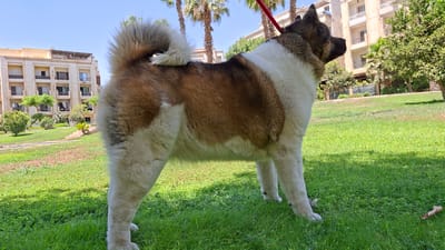 An American Akita dog is standing on a grassy lawn in front of a modern building in Ash Sheikh Zayed, Egypt. The dog is mostly white with reddish-brown markings on its back, sides, and head. It has a thick, fluffy tail curled over its back. The building in the background is several stories tall with balconies and a light-colored facade. Palm trees are visible behind the dog, and the sky is clear and blue. The lawn is green and well-maintained, with some patches of clover and yellow flowers. The overall impression is a peaceful outdoor scene in a city setting.