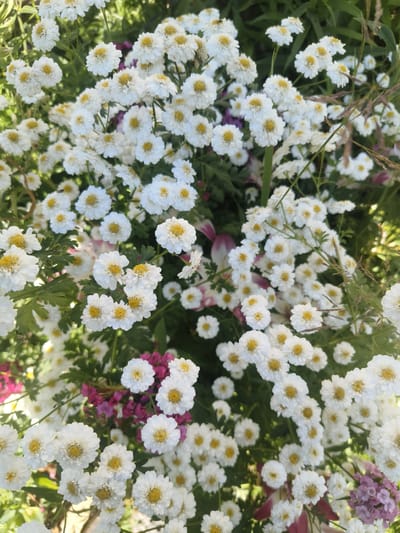 The image shows a dense cluster of white flowers with yellow centers, likely Feverfew (Tanacetum parthenium) or a similar daisy-like flower, growing outdoors. The flowers are in full bloom and fill the frame, with some green foliage visible. There are also hints of other flowering plants with pink and purple hues interspersed amongst the white flowers. The lighting suggests it is daytime, with sunlight filtering through the foliage, creating a slightly dappled effect. The background is a soft blur of green, indicating a natural environment such as a garden or a meadow. There are no people or animals clearly visible in the image. The scene is static and focuses on the floral arrangement. Without specific landmarks, pinpointing the exact location within Лугаваслабадскі сельскі Савет is not possible, but the environment suggests a rural or semi-rural setting typical of that region in Belarus.