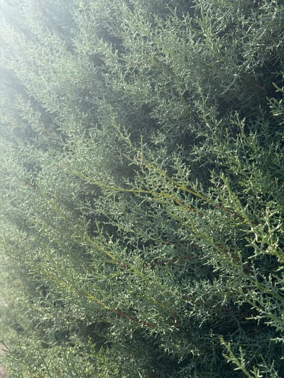 The image shows a close-up view of dense, green foliage, likely a juniper or cypress bush, under bright sunlight. The branches are thin and numerous, creating a textured surface. Sunlight is streaming in from the upper left, creating a lens flare and highlighting the texture of the leaves. There are no people or discernible objects in the image, only the natural plant life. The background is a dark, out-of-focus mass of the same foliage. There is no specific indication of location within Arcahueja, Spain, as the scene is entirely natural and lacks any urban or geographical markers.
