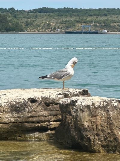 A seagull stands on a large, light-colored rock formation near the water's edge. The seagull is facing to the right and appears to be preening itself, with its head tucked down. The rock formation is rough and textured, with some darker, layered sections. The water behind the rock is a vibrant turquoise color and shows gentle ripples. In the background, across the water, is a tree-covered hillside with some buildings visible on top. A blue structure, possibly a crane or a gantry, is situated near the water on the distant shore, along with a white vehicle. A white rope with buoys floats on the surface of the water in the middle ground. The overall scene suggests a coastal environment. This image was taken in Tar, Croatia.