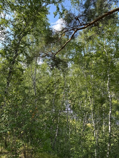 The image displays a dense forest with numerous birch trees, identifiable by their white, peeling bark, interspersed with other deciduous trees and some evergreen branches. The canopy is thick, allowing dappled sunlight to filter through the lush green leaves, creating a play of light and shadow. The sky visible through the leaves is blue with scattered white clouds. The ground appears to be covered in grass and undergrowth. A large, brown branch from a pine tree extends across the upper portion of the frame. There are no people or animals visible in the scene. This image was captured in the city of Krasnoyarka, Russia.