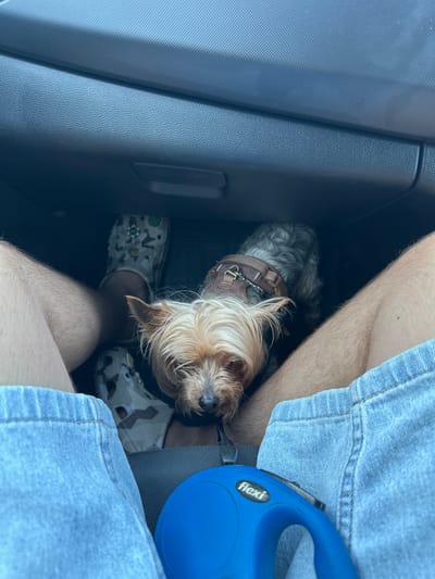 The image shows a close-up, top-down view of a small Yorkshire Terrier dog sitting in a car's passenger footwell. The dog, wearing a brown harness, is looking directly at the camera with its blonde fur covering its face. In front of the dog, a person's legs are visible, wearing light blue denim shorts and camouflage-patterned Crocs. To the right, the blue handle of a retractable dog leash, with the brand name "flexi" visible, rests on the person's shorts. The car's interior is dark, with the textured dashboard visible above the dog. The scene appears to be set in South Cambridgeshire, United Kingdom, as indicated by the file metadata.