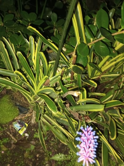 The scene depicts a close-up, ground-level view of dense foliage, likely outdoors at night or in low-light conditions, in the city of Naya andura, India. The foreground and midground are dominated by variegated plants with long, strap-like leaves featuring prominent green and yellow stripes. Behind these, a layer of dark green, small-leaved shrubs or plants is visible.
In the lower right quadrant, an out-of-focus flower spike protrudes upwards, displaying numerous small florets colored pink/purple at the base and blue at the tips. To the left, a patch of bright green moss rests on the dark soil. The ground surface consists of dark soil interspersed with dry leaf litter.
A small, light-brown, slender lizard or chameleon is camouflaged among the variegated leaves in the central-upper portion of the image. On the soil in the lower-left, a yellow and black wrapper or bag, marked with the numeral "500", lies discarded. No individuals or specific actions are observed.