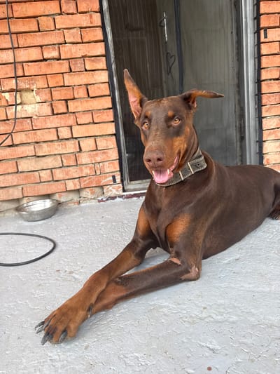 A brown Doberman Pinscher with its tongue slightly out and ears perked is lying on a light gray concrete surface. The dog is wearing a dark collar. Behind the dog, a brick wall with some damage to the lower portion is visible. To the left of the dog, a silver metal bowl and a black circular cord lie on the concrete. To the right of the dog, a doorway with a screened door is visible. The scene appears to be outdoors, possibly on a patio or porch, with the brick wall suggesting a building. The image is taken from a slightly elevated, frontal perspective. The overall environment suggests a somewhat weathered urban or suburban setting, consistent with locations such as Krtsanisi, Georgia.