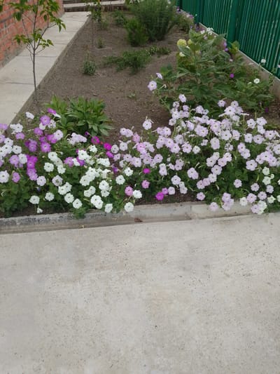 The image depicts a flower bed with a variety of petunias, including white, light pink, and purple varieties, planted in soil. The flower bed is bordered by a concrete curb and adjacent to a concrete pathway. In the background, there is a thin tree with green leaves, a brick wall, and a green metal fence. The scene appears to be outdoors, likely in a garden or park setting, possibly in the city of Staroshcherbinovskaya, Russia, given the context provided.