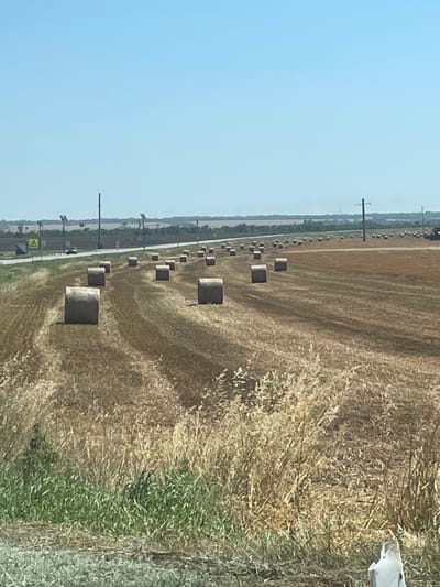 The image depicts a rural landscape with a clear blue sky overhead. The foreground is dominated by dry, yellowish-brown grass and vegetation. In the middle ground, a harvested field is visible, with numerous round hay bales scattered across it. These bales are cylindrical in shape and appear to be made of dry hay. The field shows the texture of stubble left after harvesting.
Further in the distance, a road runs horizontally across the frame. Several hay bales are also present in fields beyond the road, and a few utility poles are visible, some with what appear to be solar panels attached. A car is driving on the road. The background consists of a hazy horizon line with a few trees and structures. The overall impression is of a summer or early autumn rural scene after a harvest. The scene does not contain any discernible elements that place it specifically in the city of Polivyanka, Russia.
