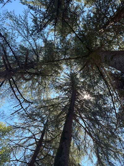 The image captures a low-angle view looking up through the dense canopy of coniferous trees towards a clear blue sky. The sun is visible, peeking through the branches, casting dappled light and creating lens flares. The trunks of the trees are thick and textured, with some showing patches of moss. The branches are numerous and spread out, creating a complex network against the sky. The overall impression is one of being deep within a forest, with the towering trees creating a sense of scale and natural grandeur. The image is consistent with the environment found in Pshap, Abkhazia, known for its lush forests and mountainous terrain. There are no people or specific objects present in the image, focusing solely on the natural elements of the forest.