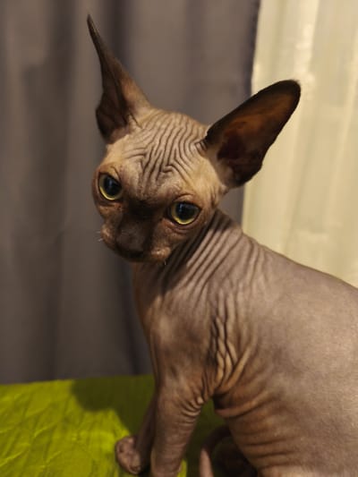 A close-up, slightly angled, eye-level shot features a Sphynx cat with short, tan fur and prominent wrinkles on its head and body. The cat has large, pointed ears and striking green eyes with dark pupils. Its face is turned slightly to the left, with its gaze directed downward. The cat is sitting on a textured, lime green surface. In the background, a blurred gradient of gray and cream fabric creates a soft, indistinct setting. There is no indication of the city of Речицы, Russia, or any other urban environment.