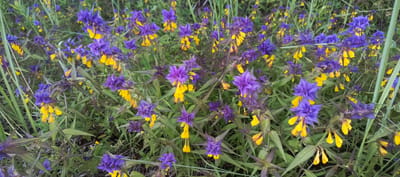 The image shows a close-up view of a dense patch of wildflowers with prominent purple and yellow blossoms. The flowers are small and bell-shaped, with some having a spiky appearance. They are surrounded by green foliage, with blades of grass also visible. The background is blurred, suggesting a natural outdoor setting. No people or animals are visible in the image. The scene is located in the city of Merchalovo, Russia, indicating a natural landscape within that urban area.