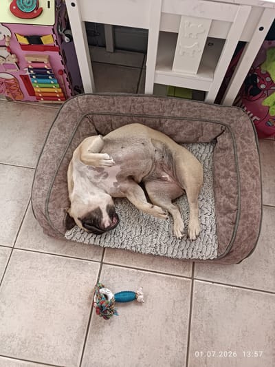 In a brightly lit indoor setting, a fawn-colored pug sleeps soundly on its back in a round, plush dog bed. The dog's legs are splayed out in various directions, and its face is turned downwards. A colorful dog toy, made of rope and blue rubber, lies on the tiled floor to the left of the bed. In the background, partially visible, is a white wooden chair with decorative cutouts of cats. To the left of the chair, a busy board with colorful activities for children can be seen, featuring a xylophone, buckles, and a shoe with laces. The overall scene suggests a comfortable, playful environment for a pet. The timestamp "01.07.2026 13:57" is visible in the bottom right corner of the image, indicating the photo was taken on July 1, 2026, at 1:57 PM. The lighting suggests it is daytime.
