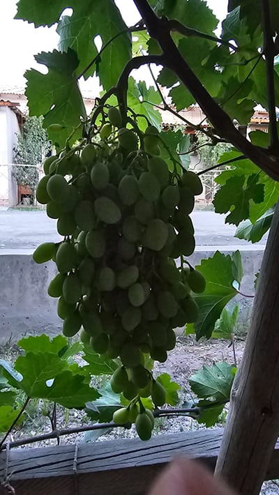 The image shows a bunch of unripe green grapes hanging from a vine. The grapes are oval-shaped and are clustered together tightly. The vine has large, green leaves with serrated edges. In the background, there is a concrete wall, a road, and some buildings, suggesting an outdoor urban setting. The scene is illuminated by natural light. The image was taken in the city of Gurlan, Uzbekistan.