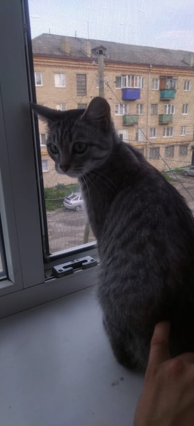A grey tabby cat sits on a windowsill, looking out at a building and a car through a screen. The cat has green eyes and stripes on its face and body. A hand is visible in the lower right corner, appearing to touch the cat's fur. The building in the background is a multi-story apartment building with balconies, and a light-colored car is parked in front of it. The scene appears to be set during the daytime, with natural light illuminating the area. The window is partially open, and the screen allows for ventilation while keeping insects out. The cat appears calm and curious, observing the outside world. The setting seems to be an urban residential area.