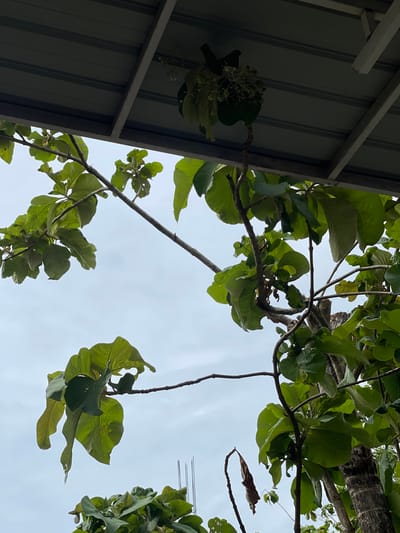 In Pulokiton, Indonesia, the scene captures an overhanging roof structure casting a shadow over lush green foliage and branches of a tree. The sky above is overcast with a pale, cloudy atmosphere. The image is taken from a low angle, looking upwards towards the branches and the roof. There are no people or animals visible in the frame.