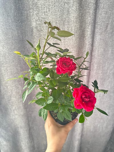 A potted rose plant with two red blooms and green leaves is held by a light-skinned human hand. The plant sits on a gray, textured surface. The environment is indoors, with soft lighting. The location in the city of Monchegorsk, Russia is undetermined.