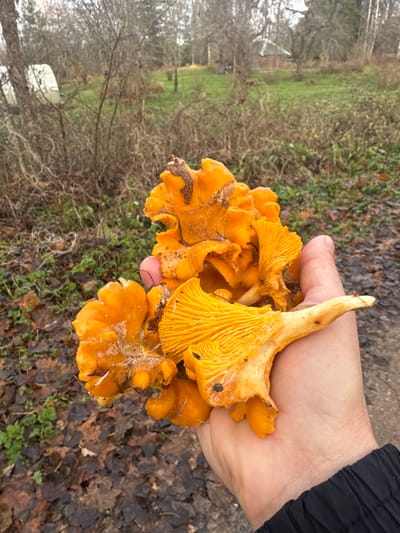 A right human hand, visible from the wrist, holds a cluster of bright orange-yellow chanterelle mushrooms, approximately 10-15 individuals, against a natural outdoor background in Strigailiškis, Lithuania. The mushrooms exhibit characteristic wavy caps and prominent, fork-branched false gills running down their stipes. Some debris, including dirt, small black specks (possibly insects or detritus), and fine white web-like material, adheres to the mushroom surfaces. One mushroom shows a small, pink, spherical object partially attached to its underside. The hand wears a dark-colored jacket sleeve at the wrist.
The background depicts a late autumn or early winter landscape. The immediate foreground shows dark soil covered with scattered brown leaves and sparse green ground cover. Behind this is a dense thicket of bare, intertwined deciduous trees and shrubs. Beyond the thicket, a patch of vivid green grass is visible, flanked by more leafless trees. A small, rustic wooden structure with a dark peaked roof is discernible through the trees in the distance on the left side of the green patch. To the far left, partially obscured by bare bushes, are two white, elongated, curved objects, possibly overturned boats or covered equipment. The overall lighting suggests an overcast day.