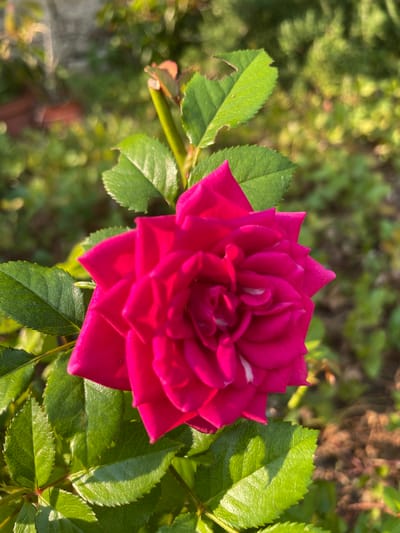 A close-up, eye-level, vertical shot shows a vibrant pink rose in full bloom, its petals tightly layered and slightly unfurled at the edges. The rose is positioned in the center-left of the frame, casting soft shadows on the surrounding green leaves. These leaves are textured with visible veins and serrated edges, some displaying a slight sheen from a recent watering or morning dew. A thin green stem supports the rose and leaves. The background is a soft, blurred tapestry of greens and browns, suggesting a garden environment with dappled sunlight filtering through foliage. The overall impression is one of natural beauty and tranquility. The location is outdoors in Albergaria-a-Velha, Portugal.