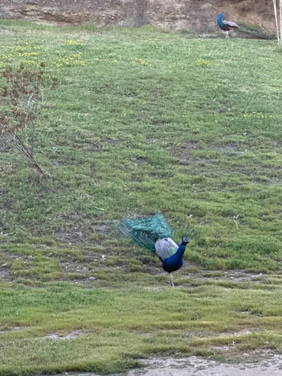 A landscape image shows two peacocks in Faliraki, Greece, likely in a park or natural area. The scene is dominated by green vegetation, possibly grass or moss. The peacocks are positioned on this greenery, one near the upper left corner and the other more central. One peacock shows its peacock tail.