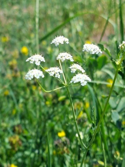 This media file displays a close-up, vertical shot of a plant with small white flowers, set against a blurred background of green foliage and some yellow accents, suggesting a natural, outdoor environment. The focus is on the delicate structure of the flowers and stems, which appear to be part of a wild plant. The shallow depth of field renders the background indistinct, creating a soft, bokeh effect. The lighting suggests daylight, with soft illumination and no harsh shadows. The overall impression is one of natural beauty and a serene moment captured in a lush setting. No people, text, or specific activities are visible. The location context provided is Toguz-Bulak, Kyrgyzstan.