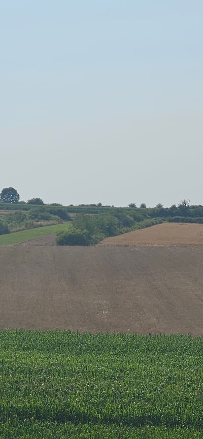 The image depicts a rural landscape in Kalina Mała, Poland. The scene is dominated by agricultural fields under a clear, light blue sky. In the foreground, a vibrant green crop, likely corn, covers the lower portion of the frame. Behind this, a large expanse of brown, tilled earth stretches across the middle ground. Further back, rolling hills are visible, dotted with various crops and vegetation. A section of golden-brown crop, possibly wheat or barley, is situated on a slope. Scattered trees and dense bushes form natural boundaries and add texture to the landscape. The overall impression is one of agricultural activity and a tranquil, open rural environment. There are no people visible in the image.