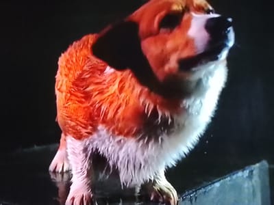 A corgi dog is standing in water at night. The dog has orange and white fur and is wet. The background is dark.