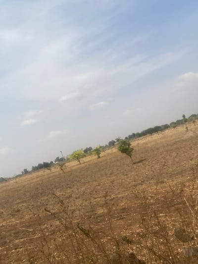 This image, captured with a diagonal horizon, displays an expansive, dry agricultural field located in Aboro, Nigeria. The terrain consists of light brown, tilled earth with visible furrows and sparse, dried vegetation. Several small trees, some with green foliage, are scattered across the mid-ground. A more concentrated line of trees forms the distant boundary of the field. A single individual is visible traversing from right to left in the far mid-ground, adjacent to the distant tree line. The sky is partially cloudy blue, indicating clear daytime conditions over this rural landscape.