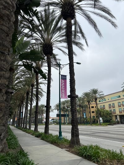 The image depicts a wide boulevard in Anaheim, United States, within "The Anaheim Resort" area, under an overcast sky during daytime. The foreground on the left features the rough trunk of a large palm tree, partially obscured, next to a concrete sidewalk. The sidewalk is bordered on its right by a planter strip containing small green plants, beyond which a continuous line of tall, mature palm trees extends into the distance, defining the streetscape. Several palm tree trunks have circular dark bands with thin wires descending. A decorative green streetlight pole stands prominently, displaying a vertical purple banner with "THE ANAHEIM RESORT" at the top and "ANAHEIM" in large white letters. To the right of the palm tree line is a multi-lane asphalt road, devoid of vehicles. In the background on the right side of the road, multiple multi-story buildings are visible, including a prominent light-yellow structure with numerous windows and balconies, indicative of a hotel or resort. No individuals or active subjects are present in the scene.