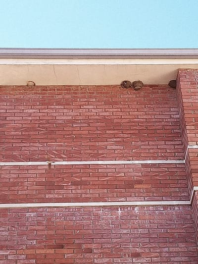 The image shows a close-up of a red brick wall with two wasp nests visible under a concrete overhang, near the top of the wall. The sky is a clear, light blue. There are two horizontal white bands running across the brick wall. The scene is located in Castellfollit de la Roca, Spain.