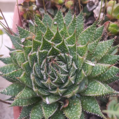 The image shows a close-up, top-down view of a green succulent plant, likely an Aloe species, characterized by its triangular, pointed leaves arranged in a rosette pattern. The leaves are dotted with small white speckles and have serrated edges. Some of the leaves exhibit a slight reddish-brown hue at their tips and along the serrations. The plant appears to be in a pot, with hints of a pinkish-red container visible at the bottom left. The background is softly blurred, showing other foliage and a neutral-toned surface. There are no people or animals visible in the image. The scene is indoors or in a protected outdoor area. The location in Los Teques, Venezuela, is not discernable from the visual information provided in the image.