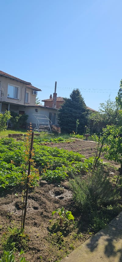The image depicts a garden in Lesichovo, Bulgaria. The garden is characterized by cultivated rows of plants, appearing to be in the early stages of growth. The soil is dark and appears recently tilled. A young fruit tree is visible in the foreground, supported by a wooden stake. The garden is situated on a slight incline.

In the background, a two-story building is visible. The building has a tiled roof, white exterior walls, and windows. An air conditioning unit is mounted on one of the exterior walls. A chimney extends above the roofline, partially obscured by a large evergreen tree in the midground. The sky is clear and blue.