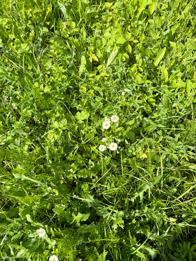 The image shows a close-up view of a patch of green grass and wildflowers in Stankovo, Russia. The scene is a natural outdoor environment, with various types of foliage and a few small white daisies with yellow centers scattered throughout. The lighting suggests it is daytime, likely sunny given the bright green of the leaves and the shadows cast by the plants. There are no people or animals visible in the image, and no specific objects or actions are depicted other than the natural growth of the vegetation. The focus is on the texture and detail of the plant life.