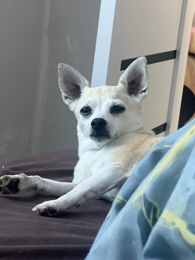 A medium shot captures a white and tan Chihuahua dog lying on a dark brown surface, likely a bed or sofa, in a room in Kulishi, Ukraine. The dog is positioned facing the camera, with its head slightly tilted and its ears erect. Its paws are visible, with the front paws crossed. The dog has dark eyes and a black nose. In the background, a beige wall with a white vertical panel and a black horizontal stripe is visible. A portion of a blue blanket with a yellow abstract pattern is in the foreground, partially obscuring the dog's lower body. The lighting suggests an indoor setting with ambient light.