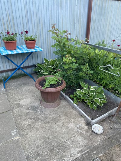 A close-up, eye-level shot shows a small outdoor garden area. In the foreground, a blue and white checkered table holds two potted plants with red flowers. To the right of the table, a large brown pot contains a hosta plant. Behind the table and pot, a corrugated metal fence runs horizontally across the background. A raised garden bed with a hosta plant and some other greenery is visible. A white dish with birdseed sits on the concrete path to the right of the garden bed. The scene appears to be set in a backyard or patio area during the daytime, with no indication of the weather or any people present. The overall impression is one of a simple, well-maintained garden.