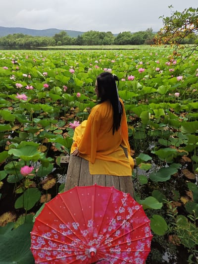 The image depicts a serene outdoor scene dominated by a vast lotus pond. In the foreground, a person dressed in a flowing yellow robe sits on a wooden pier, facing away from the camera and looking out at the pond. Their dark hair is pulled back, with a blue ribbon accent. To the left of the pier, a red umbrella adorned with delicate pink and white floral patterns lies open, its handle not visible. The pond itself is a lush tapestry of vibrant green lotus leaves and numerous pink lotus flowers in various stages of bloom. The water beneath the leaves is dark and partially obscured. In the background, a dense line of green trees forms a natural backdrop, beyond which a hazy, mountainous landscape is visible under an overcast sky. The overall impression is one of tranquility and natural beauty.