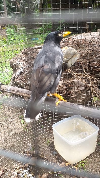 A single Myna bird, exhibiting dark grey-black plumage, a bright yellow-orange beak, and yellow legs with a distinct yellow patch around its eye, is positioned on a horizontal wooden perch. The bird's tail feathers terminate in white tips. This subject is confined within a wire mesh cage. The interior of the cage features exposed dirt ground with scattered organic debris and sparse green vegetation. A translucent, square-shaped plastic container filled with clear liquid is present on the ground. Beyond the cage, a dense outdoor natural environment is visible, comprising green foliage, an apparent palm tree in the upper left, and a large, horizontally placed tree trunk. The scene is illuminated by natural light. The location is Serdang, Indonesia.