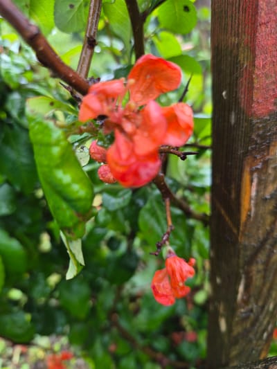 The image shows a close-up of a flowering branch with red blossoms and green leaves. The branch is positioned in front of a weathered wooden post. In the background, there is more greenery and foliage, suggesting an outdoor setting. The overall impression is of a natural scene, possibly a garden or park, with the rain adding a touch of dampness and reflectivity to the surfaces. The wooden post is rough and textured, with vertical grain visible and streaks of red paint or stain. The flowers are delicate and bright red, with some appearing partially open and others in bud form.