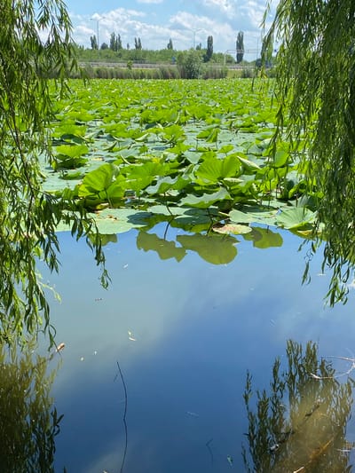 This is a vertical, eye-level, outdoor, medium shot photograph taken on a sunny day, likely during the daytime, given the bright light and clear blue sky reflected in the water. The scene depicts a lush expanse of large, green lily pads floating on a calm body of water, possibly a pond or lake. The lily pads dominate the midground, creating a dense, verdant carpet.
In the foreground, willow branches with long, slender leaves hang down, partially obscuring the view of the lily pads and the water. These branches frame the scene, adding a natural, almost ethereal quality. The water's surface is mostly clear, reflecting the bright blue sky and scattered white clouds. Small, light-colored debris, perhaps petals or leaves, are visible floating on the water's surface in the reflection.
Beyond the lily pads, in the background, a strip of trees and vegetation runs along the edge of the water. Further back, there's evidence of human infrastructure, including what appears to be a road or railway line with power lines and poles. The overall atmosphere is serene and tranquil, evoking a sense of natural beauty and peacefulness. No people or specific objects are clearly identifiable in the image, apart from the natural elements and distant infrastructure. There is no visible text in the image. The location is Plastunovskaya, Russia.