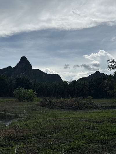 The image shows a dramatic karst landscape in Ao Luek, Thailand, under a cloudy sky. In the foreground, a muddy field with patches of green grass and scattered debris stretches towards a dense line of dark green palm trees and other tropical vegetation. A pile of dry branches and logs is visible in the middle ground, near the edge of a waterlogged area. Towering behind the trees are imposing, dark, rocky mountains, with one prominent peak dominating the left side of the frame. The sky is a mix of grey and white clouds, with some brighter patches suggesting sunlight breaking through. The overall impression is one of a lush, natural environment with rugged geological formations. There are no people or animals visible in the scene.