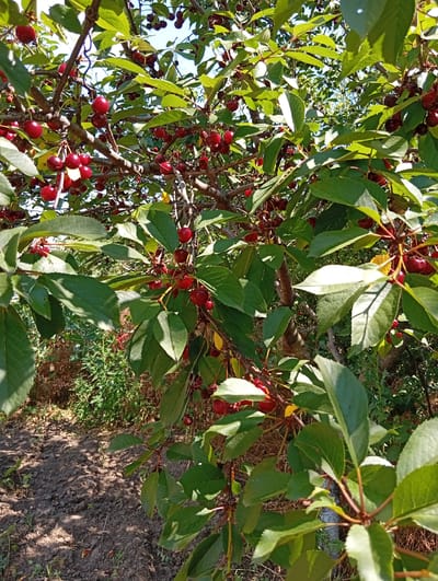 The image shows a cherry tree laden with ripe red cherries. The cherries are clustered on branches amongst green leaves, with the sunlight casting shadows through the foliage. The background is slightly blurred, showing more greenery and the ground below, which appears to be soil with some dry leaves and grass. The scene is an outdoor setting, likely a garden or orchard. This image was taken in the city of Tomai, Moldova.