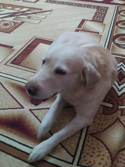 In an indoor setting, a pale-colored dog with light fur is lying on a carpet. The carpet features a geometric pattern in beige, brown, and red. The dog is positioned in the center of the frame, facing left with its tongue slightly out. Its front paws are extended forward. The background consists of more of the patterned carpet. There is no visible indication of the city of Birlik, Uzbekistan, in this image.