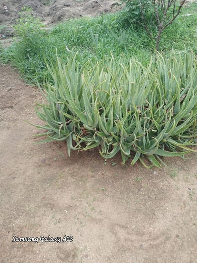 The image shows a cluster of aloe vera plants in Doka-Tofa, Nigeria. The plants are lush green with thick, fleshy leaves, characteristic of the aloe vera species. They are situated on a patch of dry, sandy soil, with some sparse green grass growing around them. In the background, there is a slope covered with dirt and more vegetation, including a small tree with bare branches. The overall environment suggests an outdoor, natural setting, possibly a garden or a rural area. The bottom left corner of the image contains a watermark that reads "Samsung Galaxy A03". No people are visible in the image, and there are no discernible actions or interactions taking place. The scene is static and focuses solely on the aloe vera plants and their immediate surroundings.