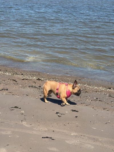 A tan-colored French Bulldog wearing a pink harness stands on its hind legs near the shoreline in Ragaciems, Latvia. The dog faces the sandy beach littered with shells and some seaweed. The water of the sea is to the left.