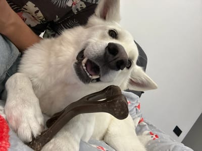 In Rassokha, Russia, a close-up, eye-level, indoor shot captures a white German Shepherd lying on its back, holding a dark-colored chew toy in its mouth. The dog's head is tilted, and its mouth is open, revealing its teeth. A person's arm and shoulder are visible on the left side of the frame, wearing a patterned shirt and blue jeans. The dog is positioned on a blanket with a pattern of red and white cartoon characters. The background is a plain, light-colored wall.