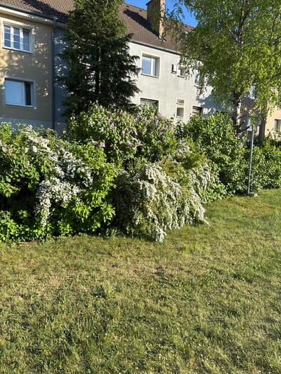 The image depicts a street scene in Wiener Neustadt, Austria. A multi-story building with windows is partially visible on the left, obscured by trees and bushes. A section of lawn runs along the right side of the frame. The bushes are flowering with white blossoms, and some lilac is also visible. The lawn is green, but with some dry patches. The lighting suggests a sunny day.
