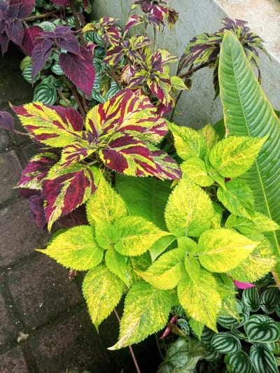 A cluster of vibrant plants displays an array of colors and textures. A large-leafed plant exhibits bright yellow and green hues, nestled beside a crimson and yellow variegated plant. Dark purple leaves add depth, while small, round leaves with striped patterns peek through. A large, ribbed green leaf completes the composition, creating a lush, diverse arrangement. The plants thrive on a brick surface next to a wall.