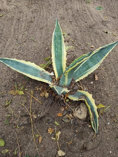A variegated agave plant with green and yellow leaves is growing in sandy soil, with scattered dry leaves and twigs around it. The plant is located in Randburg, South Africa. The scene is an outdoor environment with the ground covered in dirt and sand. There are no people or animals visible in the image.