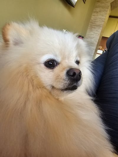 A close-up shot of a white Pomeranian dog lying down. The dog has a dark nose, black eyes, and fluffy fur. The background includes a blue upholstered surface, a light-colored counter, and a glimpse of a room. The location is Gradets, Bulgaria.