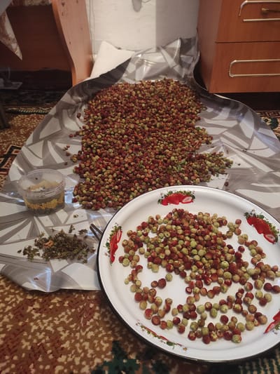 A close-up, top-down shot captures a domestic scene, likely in the city of Некрасовка, Kazakhstan. A large quantity of small, wild strawberries, a mix of red and green, are spread across a patterned plastic sheet on the floor, which is covered by a carpet with an abstract brown and cream design. To the right, a white enamel tray, decorated with painted strawberries, is filled with more of the same wild strawberries. To the left, a small clear plastic container holds a yellow substance, possibly pollen or seeds, and a pile of dried green leaves and stems is also present. In the background, the edge of a wooden furniture piece and a white wall are visible, suggesting an indoor setting. The lighting is dim, indicating it might be indoors or taken at dusk.