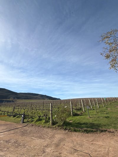 This image depicts a vineyard in Theewaterskloof Nu, South Africa, under a clear blue sky with wispy clouds. The foreground is a dirt track, leading to a barrier gate that is partially down. To the right of the gate, a grassy area borders rows of grapevines, which appear dormant, suggesting it is not peak growing season. The vines are supported by wooden posts. A small, green bush with white flowers is located in the middle ground, to the left of the rows of vines. In the distance, rolling hills form a natural backdrop to the vineyard. A few scattered buildings are visible on the horizon. A tree branch with green leaves is visible in the upper right corner of the frame.